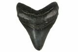 Fossil Megalodon Tooth - South Carolina #130801-1